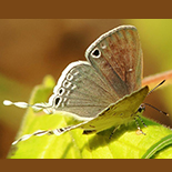 Leptomyrina hirundo